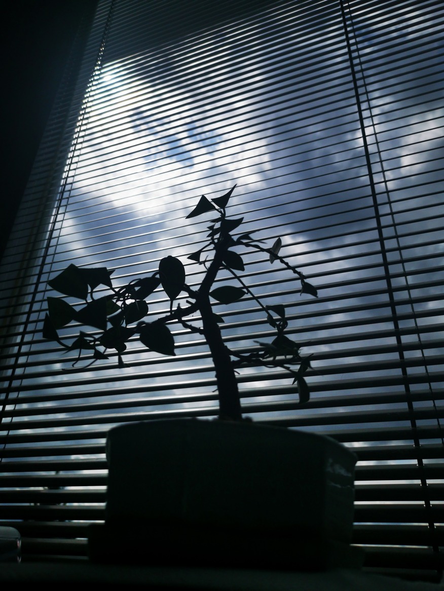 Fotografie bonsaje
