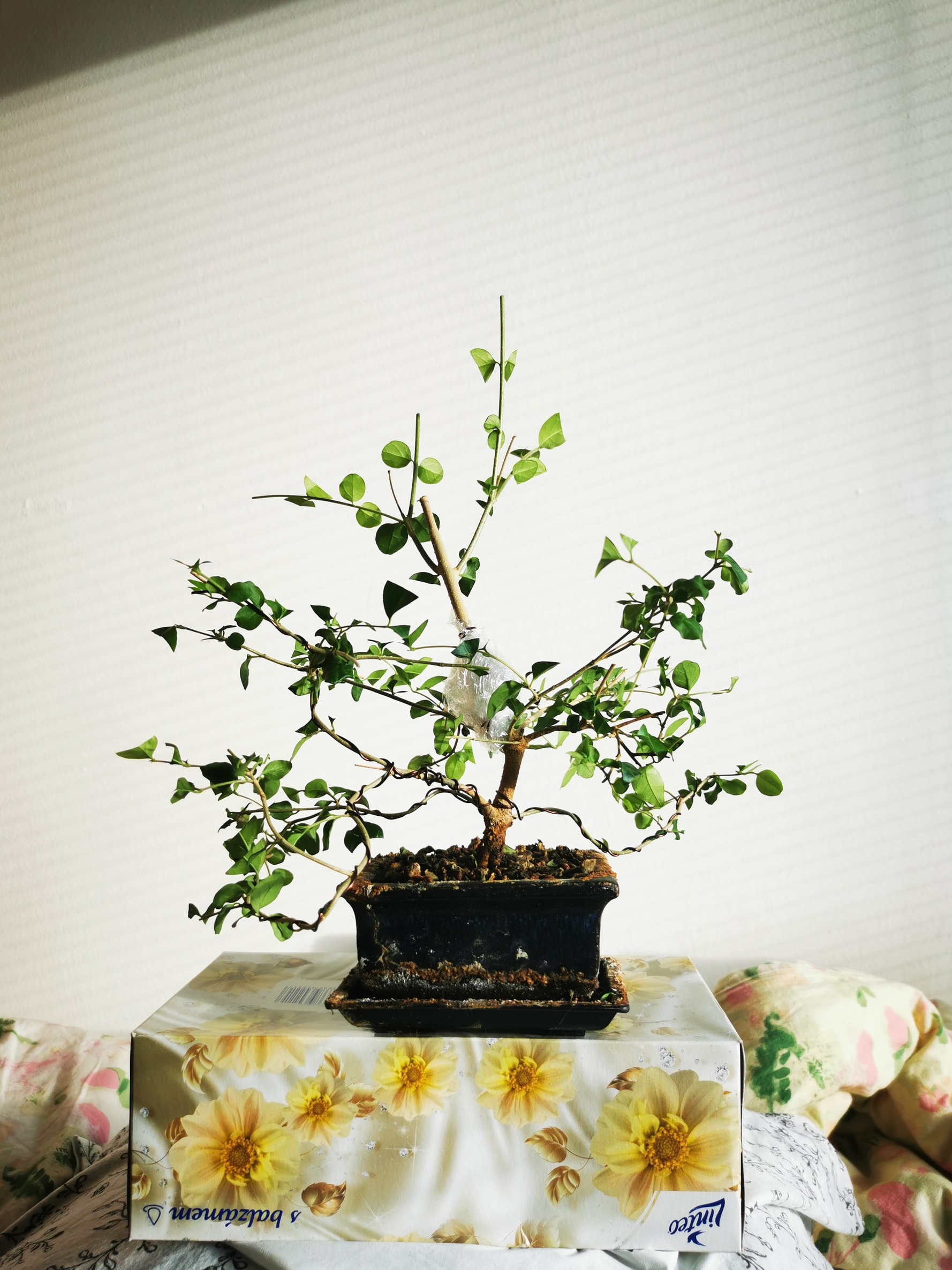 Fotografie bonsaje